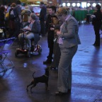 Crufts_2009_012
