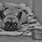 Crufts_2009_015