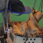 Crufts_2009_021