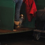 Crufts_2009_023