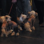 Crufts_2009_024
