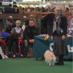 Crufts_2009_028