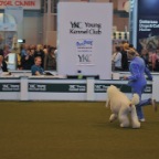 Crufts_2009_034