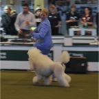Crufts_2009_035
