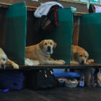 Crufts_2009_037