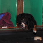 Crufts_2009_043