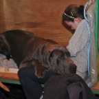Crufts_2009_049