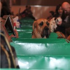 Crufts_2009_058