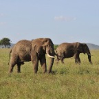 kenia_tanzania_010