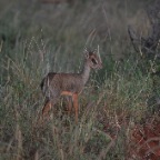 kenia_tanzania_028