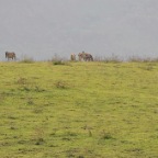 kenia_tanzania_036