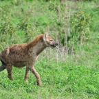 kenia_tanzania_062