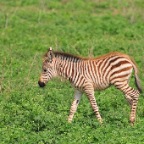 kenia_tanzania_072