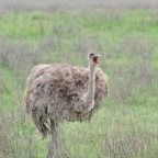 kenia_tanzania_085