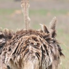 kenia_tanzania_089