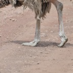 kenia_tanzania_091
