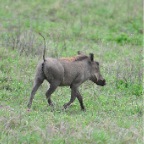 kenia_tanzania_092