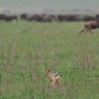 kenia_tanzania_113