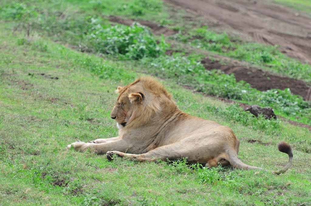 Loading Image
