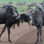 kenia_tanzania_127