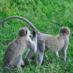 kenia_tanzania_144