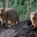 kenia_tanzania_147