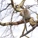 kenia_tanzania_157