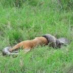 kenia_tanzania_162