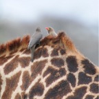 kenia_tanzania_166