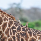 kenia_tanzania_167