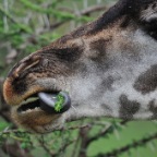 kenia_tanzania_168