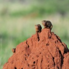 kenia_tanzania_183