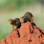 kenia_tanzania_184